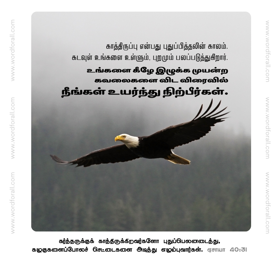 காத்திருப்பு என்பது புதுப்பித்தலின் காலம். கடவுள் உங்களை உள்ளும், புறமும் பலப்படுத்துகிறார். உங்களை கீழே இழுக்க முயன்ற கவலைகளை விட விரைவில் நீங்கள் உயர்ந்து நிற்பீர்கள்.