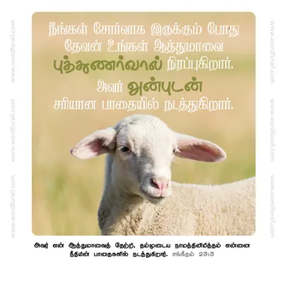 நீங்கள் சோர்வாக இருக்கும் போது தேவன் உங்கள் ஆத்துமாவை புத்துணர்வால் நிரப்புகிறார். அவர் அன்புடன் சரியான பாதையில் நடத்துகிறார்.