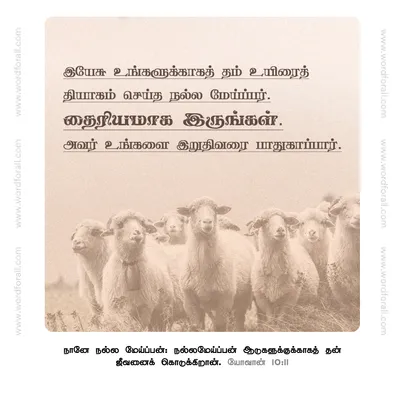 இயேசு உங்களுக்காகத் தம் உயிரைத் தியாகம் செய்த நல்ல மேய்ப்பர்