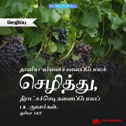 நீங்கள் தானிய விளைச்சலைப்போலச் செழித்து, திராட்சச்செடிகளைப்போலப் படருவீர்கள்