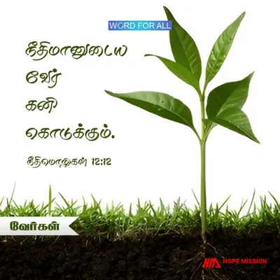 நீதிமானுடைய வேர் கனி கொடுக்கும்