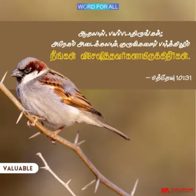 பயப்படாதிருங்கள்; அநேகம் அடைக்கலான் குருவிகளைப் பார்க்கிலும் நீங்கள் விசேஷித்தவர்களாயிருக்கிறீர்கள்.