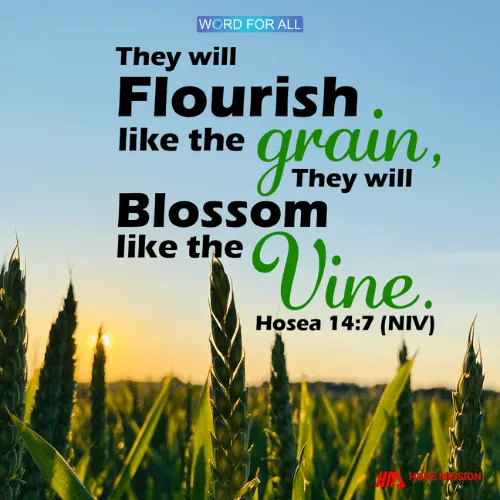 YOU WILL FLOURISH LIKE THE GRAIN, AND WILL BLOSSOM LIKE THE VINE.