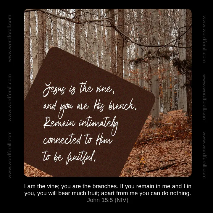 Jesus is the vine, and you are His branch