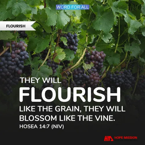 YOU WILL FLOURISH LIKE THE GRAIN AND WILL BLOSSOM LIKE THE VINE